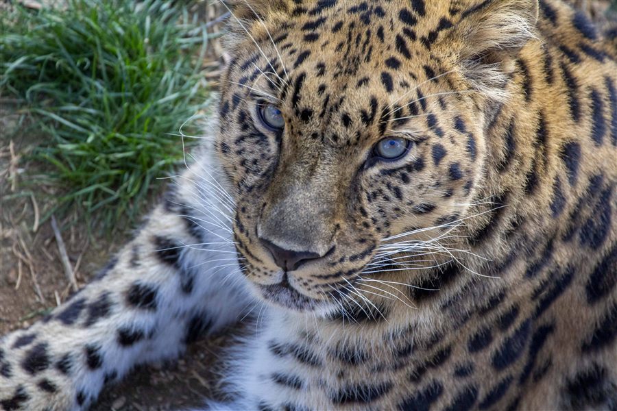 Panthère de l'Amour